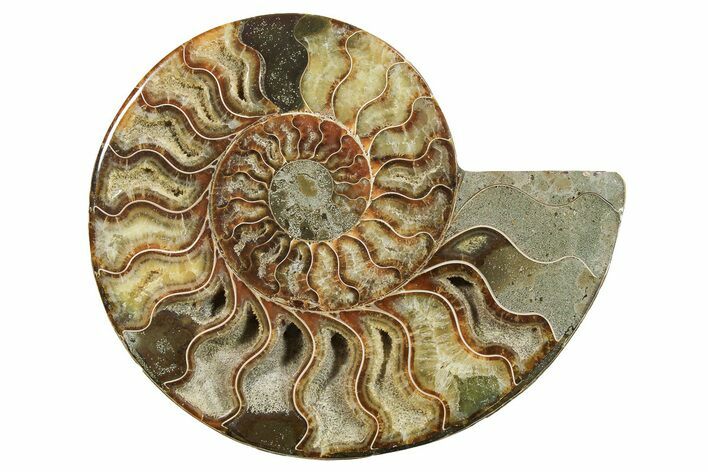 Cut & Polished Ammonite Fossil (Half) - Madagascar #296407